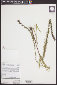 Liatris virgata image