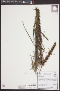 Liatris virgata image