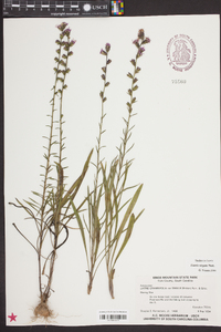 Liatris virgata image