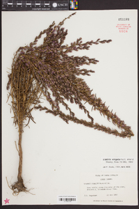 Liatris virgata image