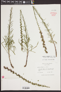 Liatris virgata image