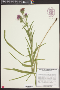 Liatris acidota image