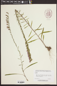 Liatris secunda image