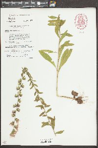 Liatris squarrulosa image