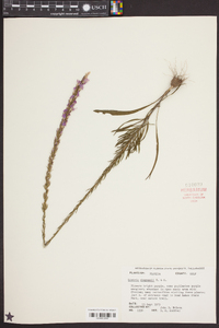 Liatris chapmanii image