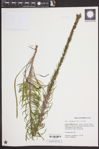 Liatris chapmanii image