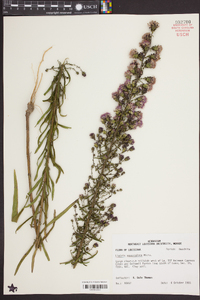 Liatris squarrulosa image