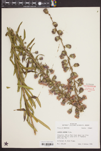 Liatris aspera image