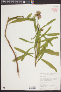 Liatris aspera image