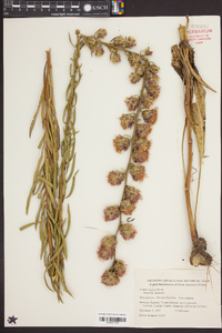 Liatris aspera image