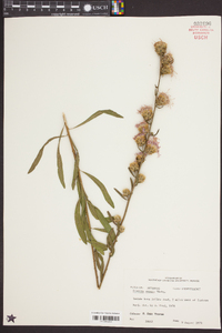 Liatris aspera image