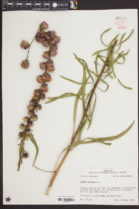 Liatris aspera image