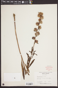 Liatris aspera image