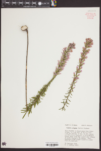 Liatris elegans image