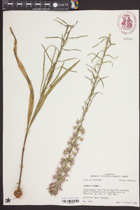 Liatris elegans image