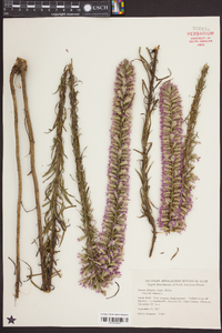 Liatris elegans image