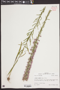 Liatris elegans image