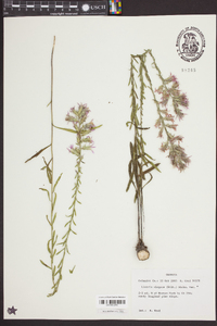 Liatris elegans image