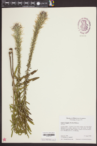 Liatris elegans image