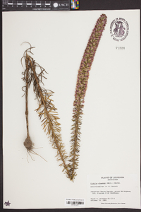 Liatris elegans image