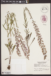 Liatris gracilis image