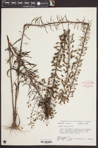 Liatris gracilis image