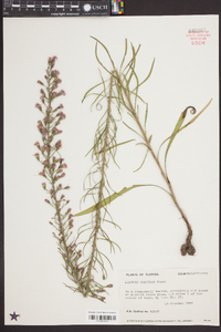 Liatris gracilis image