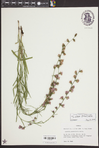 Liatris pilosa image