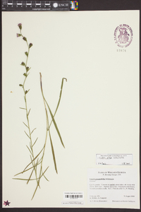 Liatris pilosa image