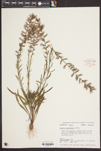 Liatris provincialis image