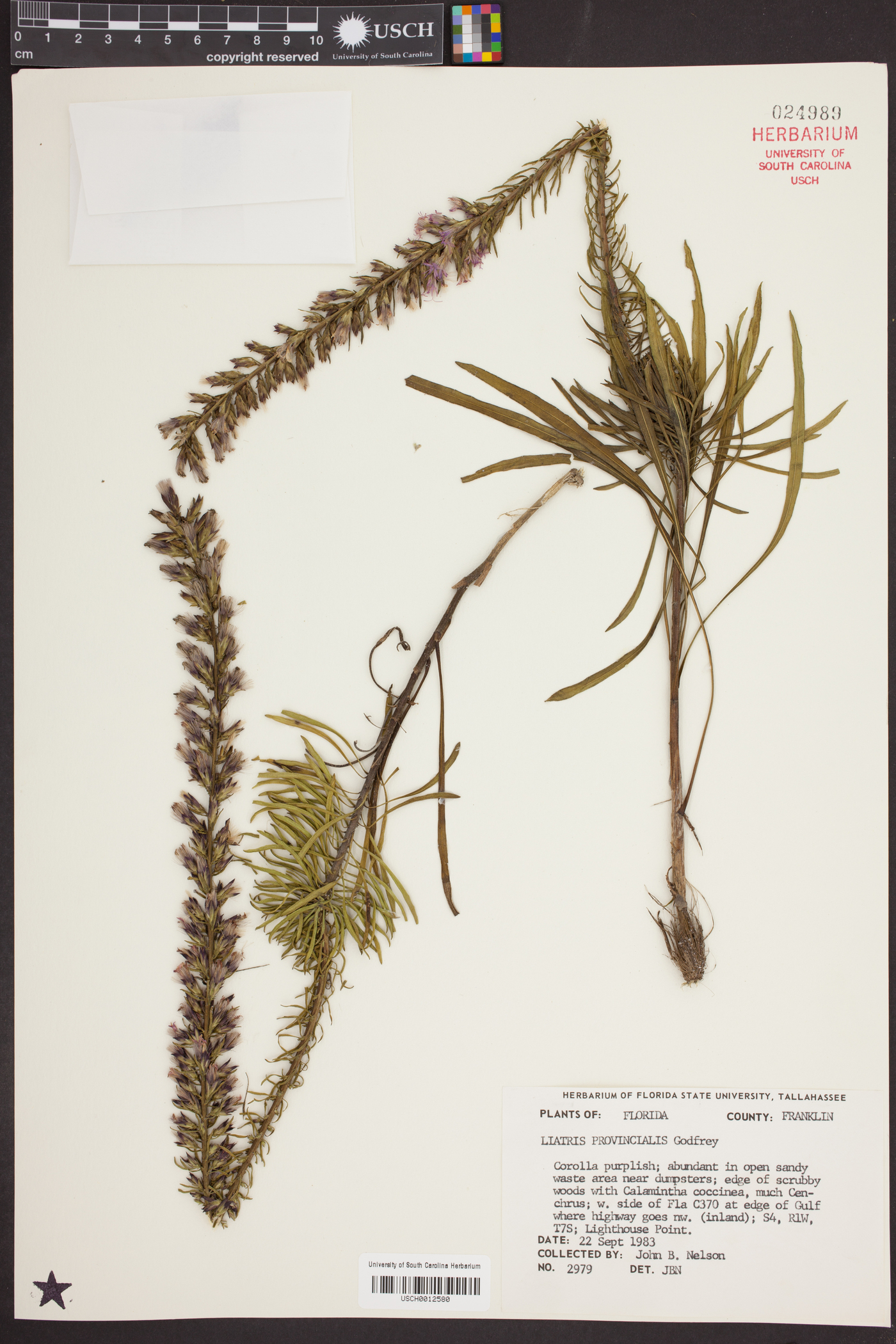 Liatris provincialis image