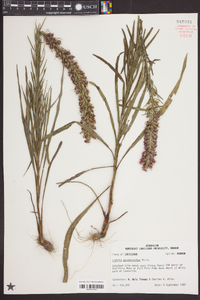 Liatris pycnostachya image