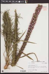 Liatris pycnostachya image