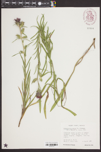 Liatris squarrosa image