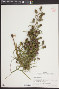 Liatris squarrosa image