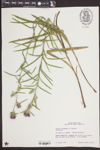 Liatris squarrosa image