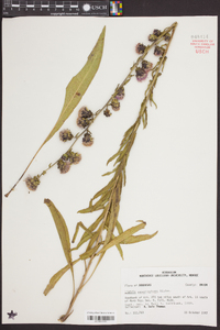 Liatris squarrulosa image