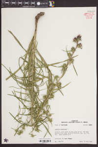 Liatris squarrosa image