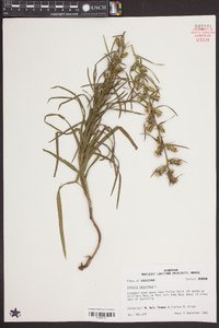 Liatris squarrosa image