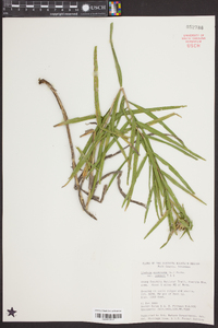 Liatris squarrosa image