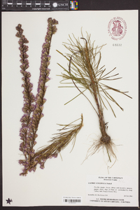 Liatris tenuifolia image