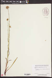 Marshallia graminifolia image