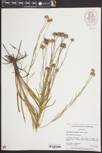 Marshallia graminifolia image