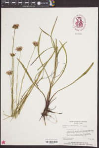 Marshallia graminifolia image