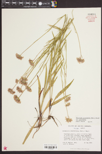 Marshallia graminifolia image