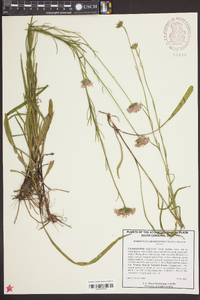 Marshallia graminifolia image