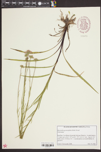 Marshallia graminifolia image