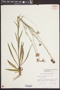 Marshallia graminifolia image