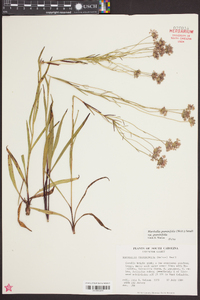 Marshallia graminifolia image