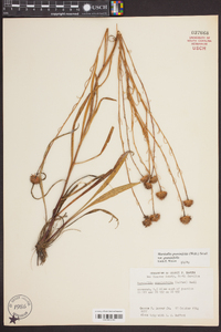 Marshallia graminifolia var. graminifolia image